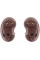 Bluetooth-гарнітура Samsung Galaxy Buds Live SM-R180 Bronze (SM-R180NZNASEK)